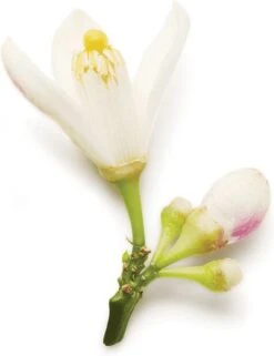 Giorgio Armani Code 30 Ml - Eau De Parfum - Damesparfum -Damesparfum Winkel 923x1200